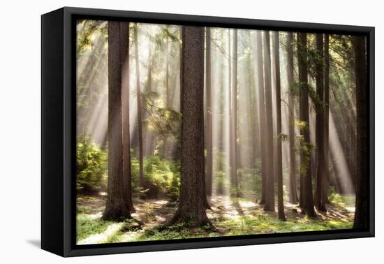Forest Scene with Sun Rays Shining Through Branches-null-Framed Premier Image Canvas