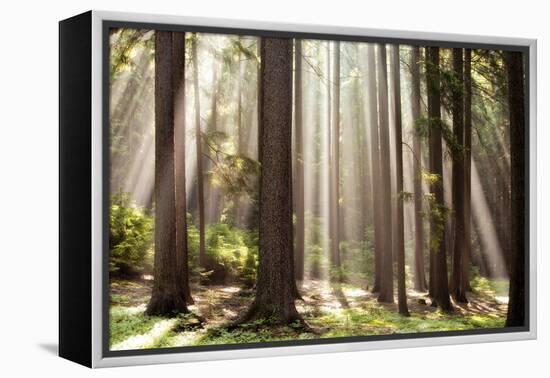 Forest Scene with Sun Rays Shining Through Branches-null-Framed Premier Image Canvas