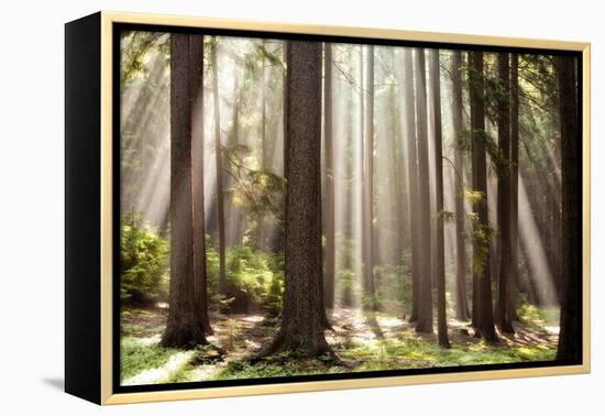 Forest Scene with Sun Rays Shining Through Branches-null-Framed Premier Image Canvas