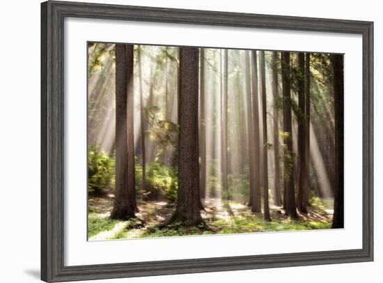 Forest Scene with Sun Rays Shining Through Branches-null-Framed Photographic Print