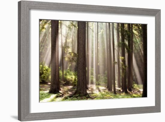 Forest Scene with Sun Rays Shining Through Branches-null-Framed Photographic Print