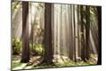Photographic Print