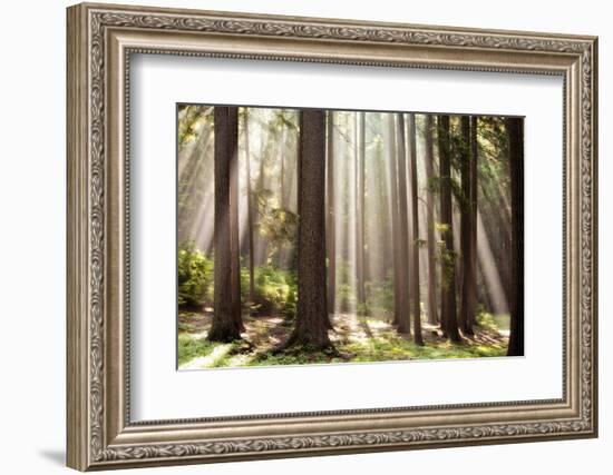 Forest Scene with Sun Rays Shining Through Branches-null-Framed Photographic Print