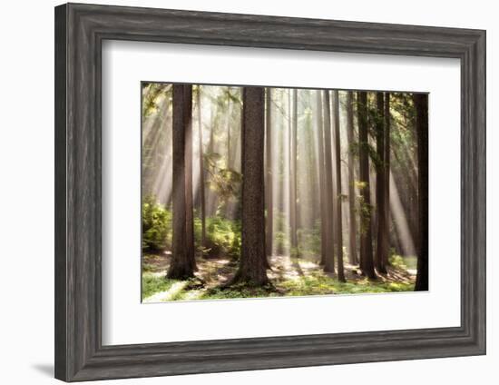 Forest Scene with Sun Rays Shining Through Branches-null-Framed Photographic Print