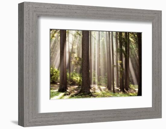 Forest Scene with Sun Rays Shining Through Branches-null-Framed Photographic Print