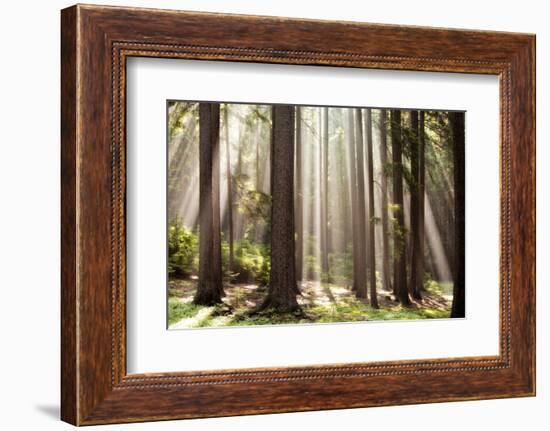 Forest Scene with Sun Rays Shining Through Branches--Framed Photographic Print