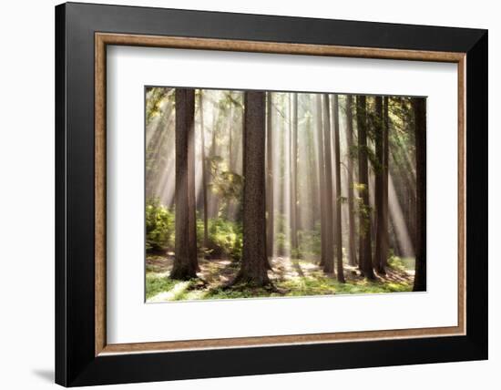 Forest Scene with Sun Rays Shining Through Branches-null-Framed Photographic Print