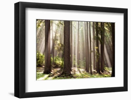 Forest Scene with Sun Rays Shining Through Branches--Framed Photographic Print