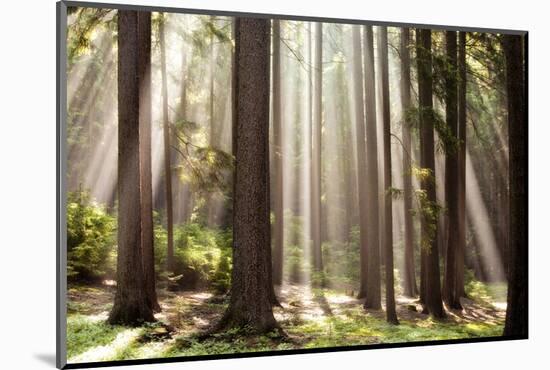 Forest Scene with Sun Rays Shining Through Branches-null-Mounted Photographic Print
