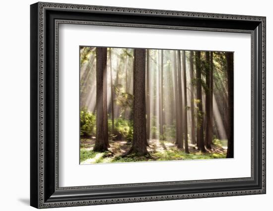 Forest Scene with Sun Rays Shining Through Branches-null-Framed Photographic Print