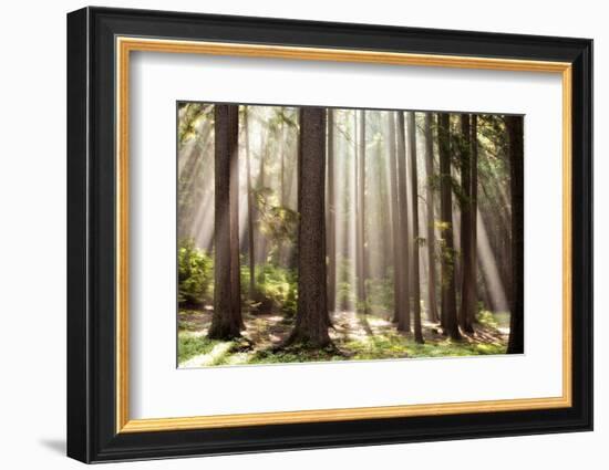 Forest Scene with Sun Rays Shining Through Branches-null-Framed Photographic Print