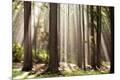 Photographic Print