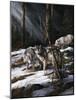 Forest Shadows-Trevor V. Swanson-Mounted Giclee Print