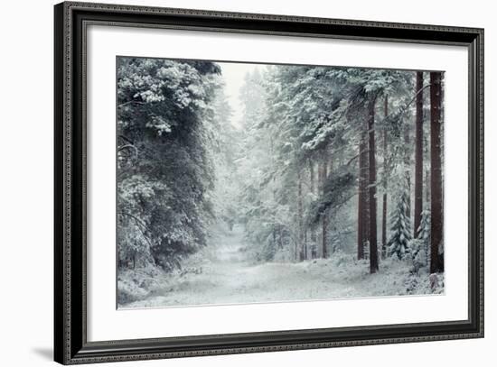 Forest Snow-David Baker-Framed Photographic Print