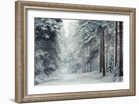 Forest Snow-David Baker-Framed Photographic Print