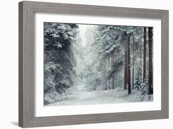 Forest Snow-David Baker-Framed Photographic Print