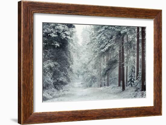 Forest Snow-David Baker-Framed Photographic Print