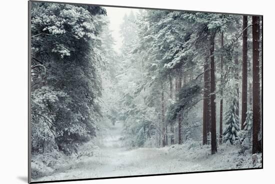 Forest Snow-David Baker-Mounted Photographic Print