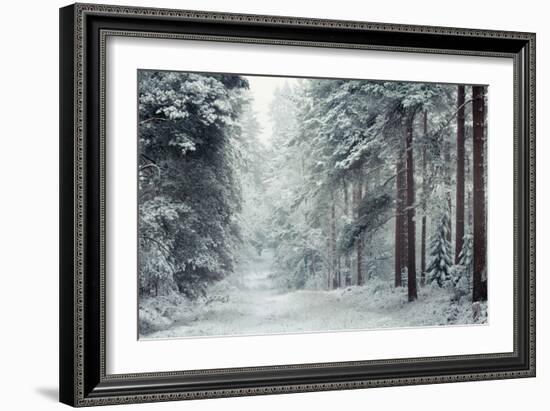 Forest Snow-David Baker-Framed Photographic Print