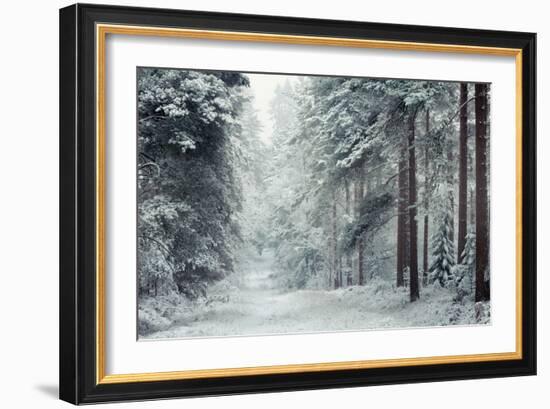 Forest Snow-David Baker-Framed Photographic Print