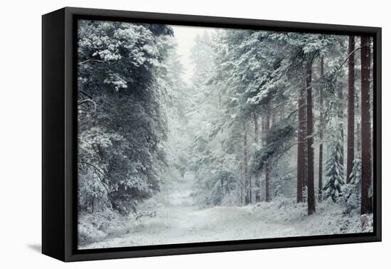 Forest Snow-David Baker-Framed Premier Image Canvas