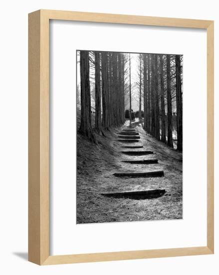 Forest Steps-Stephen Lebovits-Framed Giclee Print