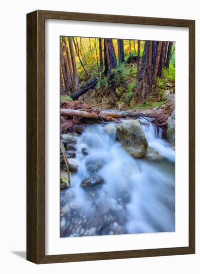 Forest Stream at Limekiln, Big Sur, Central California Coast-Vincent James-Framed Photographic Print