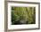 Forest Stream II-Donald Paulson-Framed Giclee Print