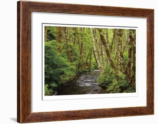 Forest Stream II-Donald Paulson-Framed Giclee Print