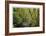 Forest Stream II-Donald Paulson-Framed Giclee Print