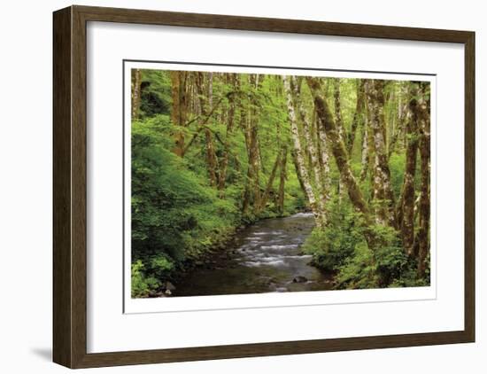 Forest Stream II-Donald Paulson-Framed Giclee Print