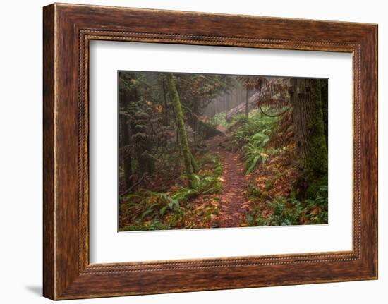 Forest Stroll-Tim Oldford-Framed Photographic Print