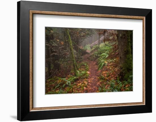 Forest Stroll-Tim Oldford-Framed Photographic Print