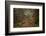 Forest Stroll-Tim Oldford-Framed Photographic Print