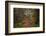 Forest Stroll-Tim Oldford-Framed Photographic Print