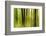 Forest Study with Motion Blur and Digital Image Processing, Deciduous Forest in the Spring-Andreas Vitting-Framed Photographic Print