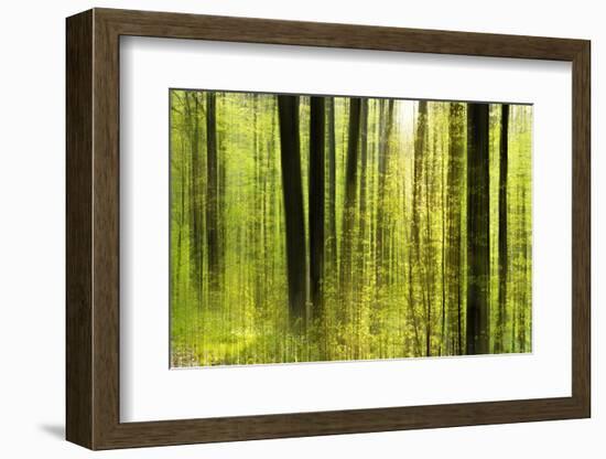 Forest Study with Motion Blur and Digital Image Processing, Deciduous Forest in the Spring-Andreas Vitting-Framed Photographic Print