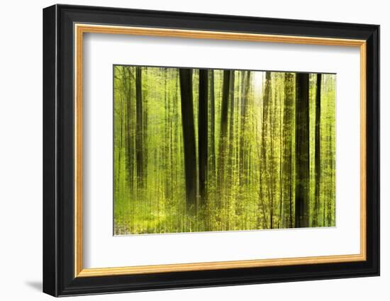 Forest Study with Motion Blur and Digital Image Processing, Deciduous Forest in the Spring-Andreas Vitting-Framed Photographic Print