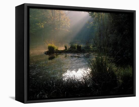 Forest Swamp Poland Europe-Mieczyslaw Wieliczko-Framed Premier Image Canvas