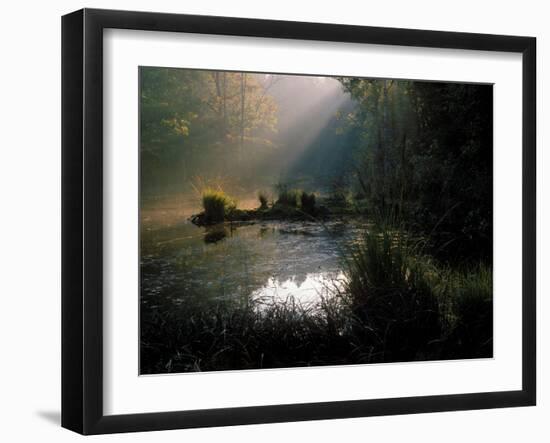 Forest Swamp Poland Europe-Mieczyslaw Wieliczko-Framed Photographic Print