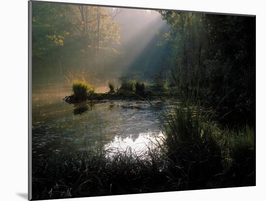 Forest Swamp Poland Europe-Mieczyslaw Wieliczko-Mounted Photographic Print