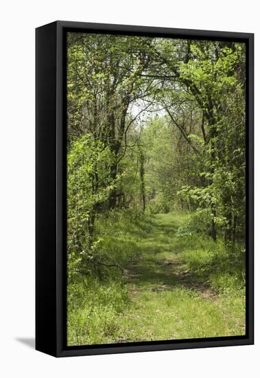 Forest Trail on Chickasaw Bluff near the Mississippi River, Tennessee-null-Framed Premier Image Canvas