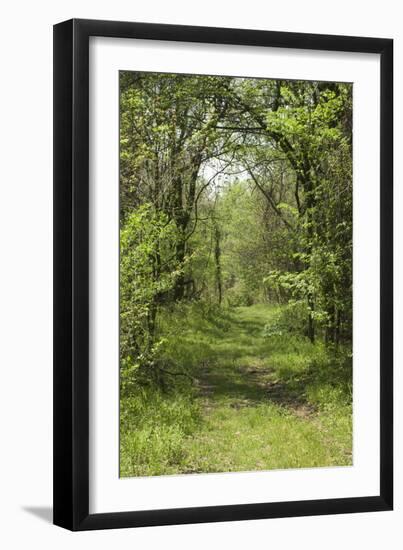 Forest Trail on Chickasaw Bluff near the Mississippi River, Tennessee-null-Framed Photographic Print