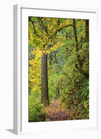 Forest Trail, Silver Falls State Park, Oregon, USA-Jamie & Judy Wild-Framed Photographic Print