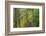 Forest Trail, Silver Falls State Park, Oregon, USA-Jamie & Judy Wild-Framed Photographic Print