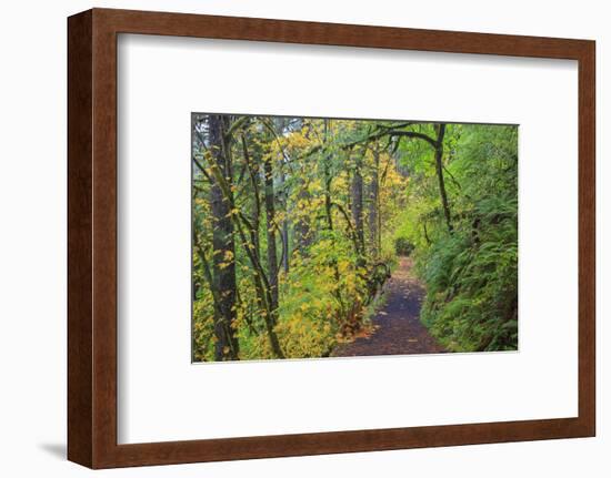 Forest Trail, Silver Falls State Park, Oregon, USA-Jamie & Judy Wild-Framed Photographic Print