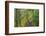 Forest Trail, Silver Falls State Park, Oregon, USA-Jamie & Judy Wild-Framed Photographic Print