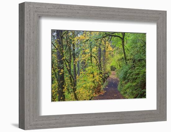 Forest Trail, Silver Falls State Park, Oregon, USA-Jamie & Judy Wild-Framed Photographic Print