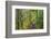 Forest Trail, Silver Falls State Park, Oregon, USA-Jamie & Judy Wild-Framed Photographic Print