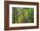 Forest Trail, Silver Falls State Park, Oregon, USA-Jamie & Judy Wild-Framed Photographic Print